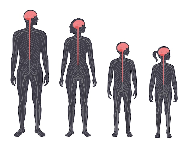 Sentrales nervensystem