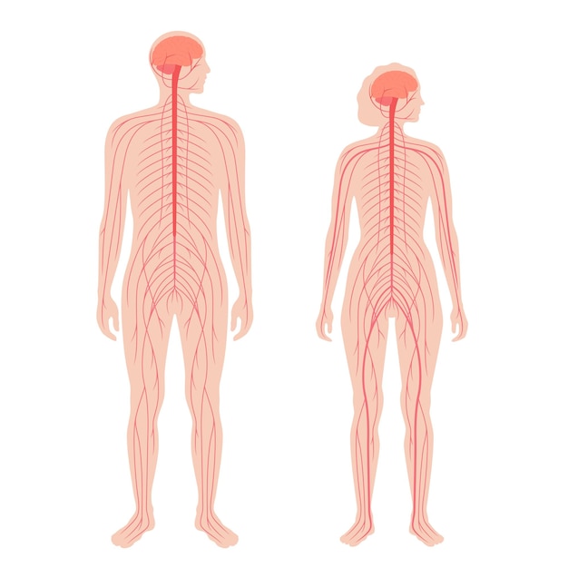 Sentrales Nervensystem