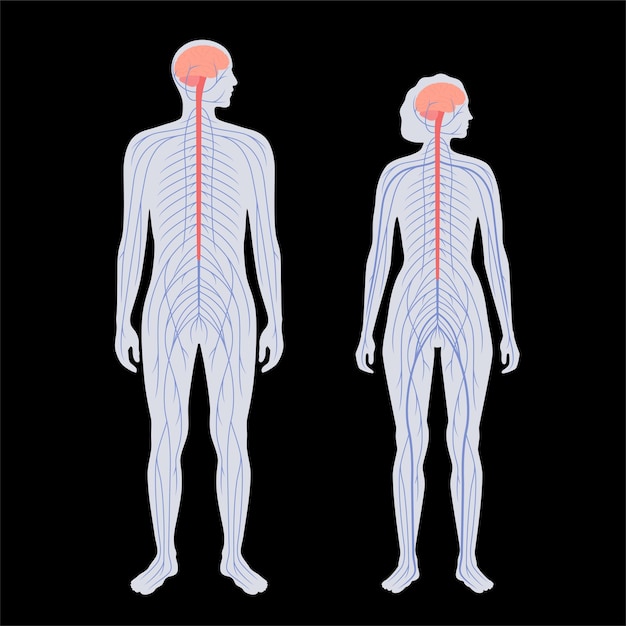 Sentrales nervensystem