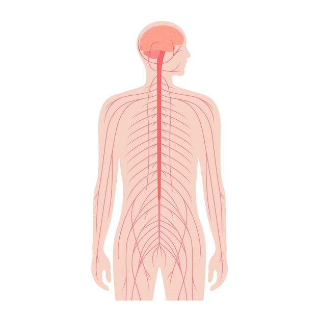 Sentrales nervensystem