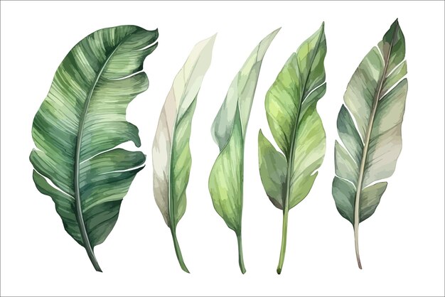 Set Aquarell Bananenblätter Dekorative Blume Elemente Vorlage Flache Cartoon-Illustration isoliert auf weißem Hintergrund