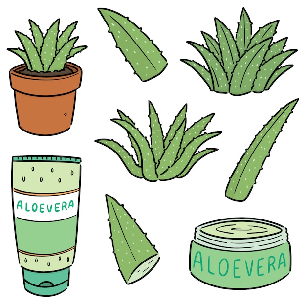 Vektor set aus aloe vera und aloe vera produkt