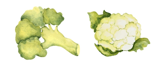 Vektor set aus brokkoli und blumenkohl, aquarell, handgezeichneter illustration im vintage-stil, isoliert