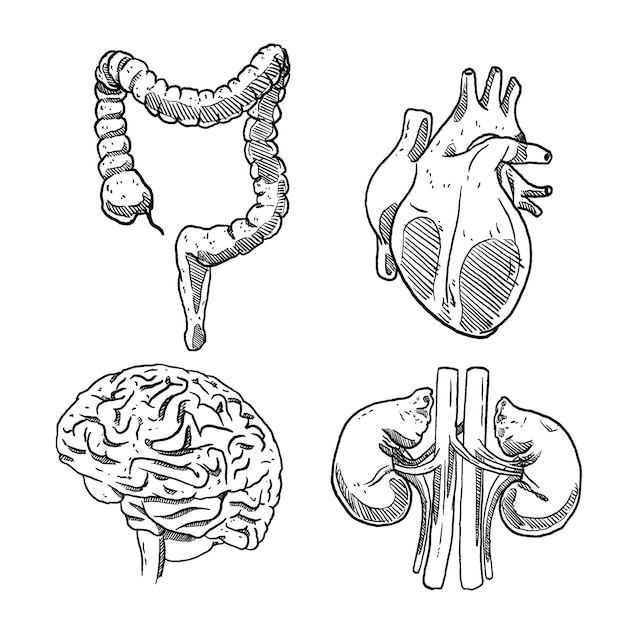 Set aus skizze und handgezeichnetem menschlichen organ, gehirn, niere, darm und herz