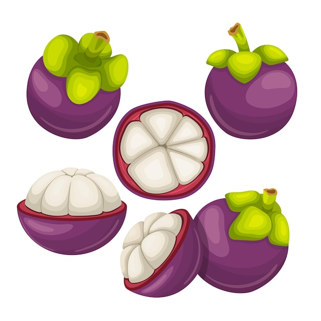 Set cartoon-vektor-illustration für frische lebensmittel der mangostan-frucht