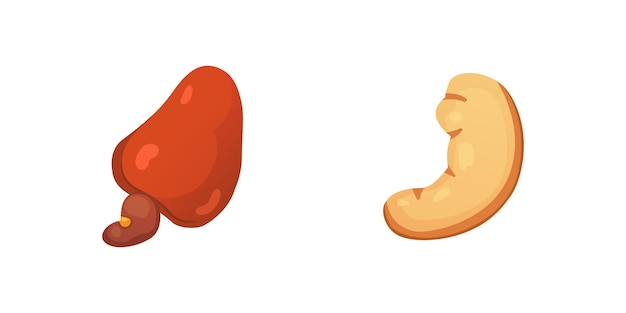 Set cashew-nuss-vektor-illustration im cartoon-stil bio-lebensmittel