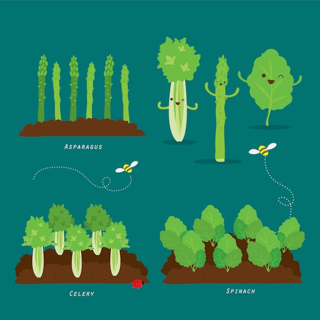 Vektor set gemüsegarten. karikaturillustration der organischen und gesunden nahrung.