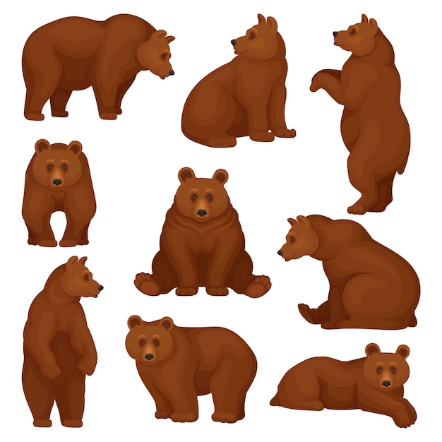 Set großer Bären in verschiedenen Posen. Wilde Waldkreatur mit braunem Fell. Zeichentrickfigur des großen Säugetiertiers.