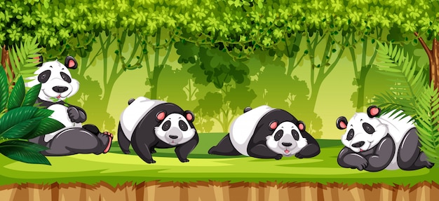 Set pandas im dschungel