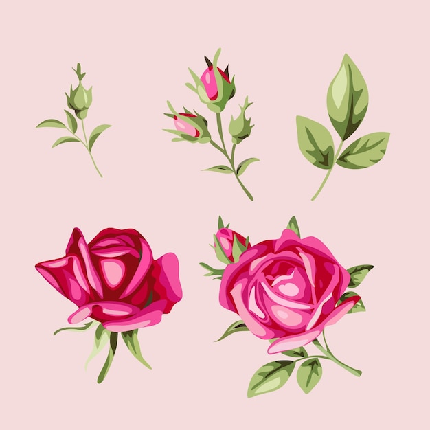 Set-Sammlung Rose