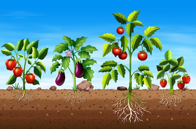 Set verschiedene gemüse- und fruchtpflanzen