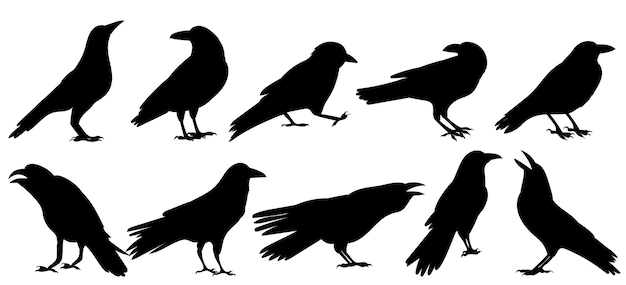 Vektor set vogel rabe schwarze silhouette auf weißem hintergrund isoliert vektor