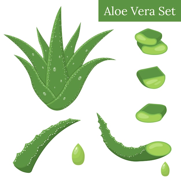 Set von Aloe Vera Heilpflanzenblättern, Stecklingselemente isoliert auf weißem Hintergrund.