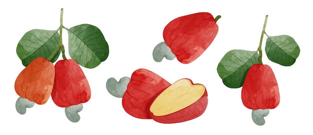 Set von Cashew-Früchten Design-Elemente Aquarell-Stil Vektor-Illustration