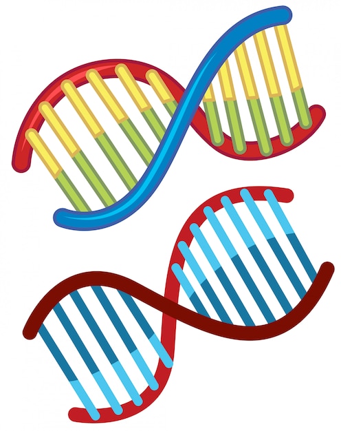 Set von DNA-Diagramm