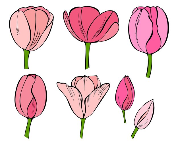 Set von elementen aus blühenden tulpen und knospen vektorillustration