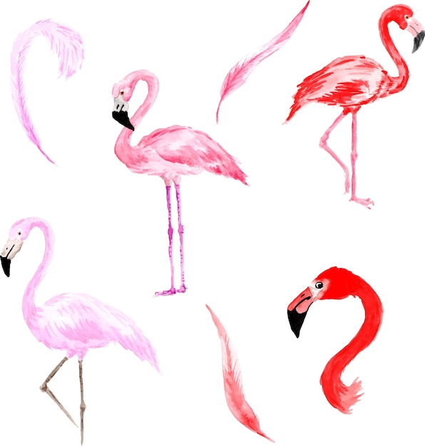 Vektor set von flamingovögeln