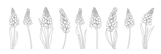 Vektor set von frühlingsblumen und blättern muscari blumen lineare kunstkollektion hochzeit elegante wildblumen
