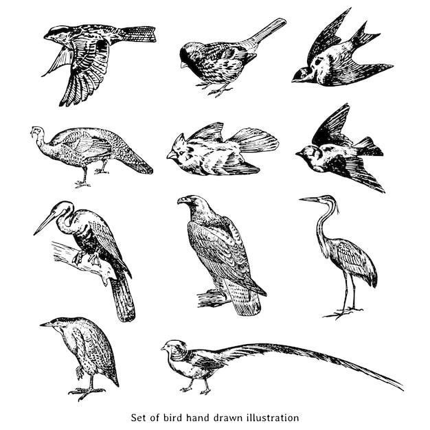 Set von handgezeichneten Vogelillustrationen