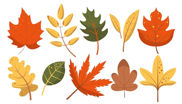 Set von Herbstblättern Herbstblätter von Ahorn Eicheln Eiche Rowan Baum Vektor flache Illustration