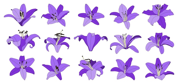 Set von isolierten handgezeichneten lila Lilienblumenvektoren