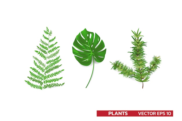 Set von Pflanzenblättern aus tropischen Wäldern Monstera-Farn-Kiefernblatt isoliert auf weißem realistischem Vektor