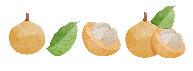 Set von Santol-Früchten mit Blättern Design-Elemente im Aquarell-Stil, Vektorgrafik