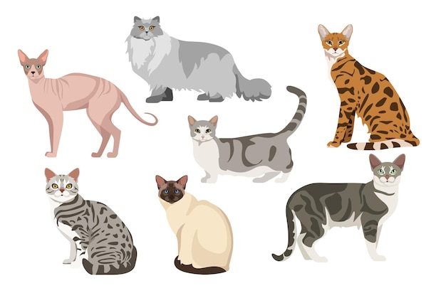 Set von schönen und niedlichen katzen auf weißem hintergrund vector sphynx britischer langhaar havanna munchkin australischer nebel balinese und amerikanischer kurzhaar im cartoon-stil