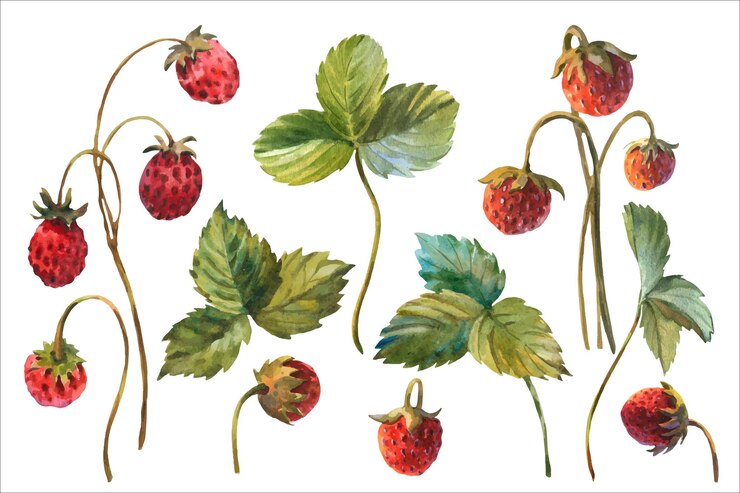 Vektor set von wilden erdbeeren aquarell handgezeichnete aquarell-vektorillustration frische rote beeren grüne blätter brunch isoliert auf weißem hintergrund