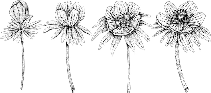 Vektor set winterling eranthis tubergenii guinea goldblumen handgezeichnete frühlingsblumen