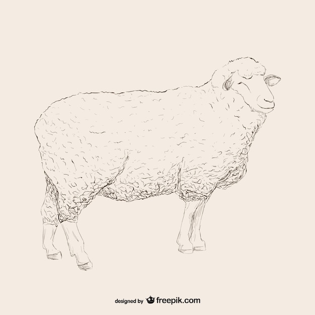 Sheep skizze abbildung