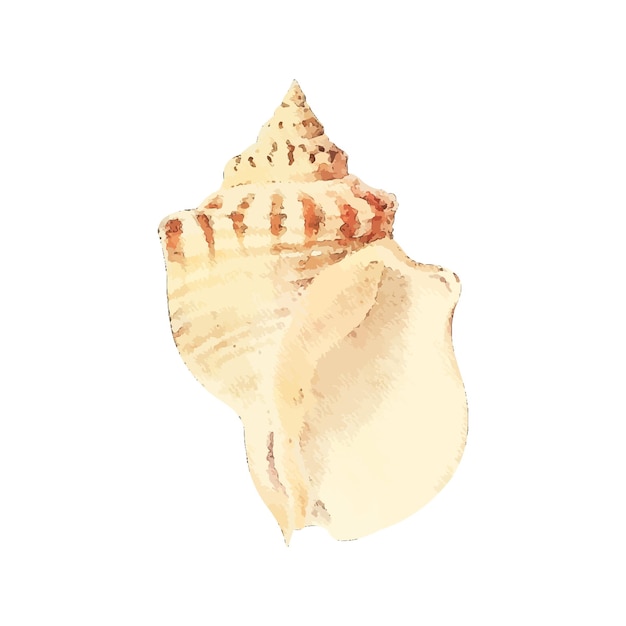 Vektor shell-aquarell-vektorillustration