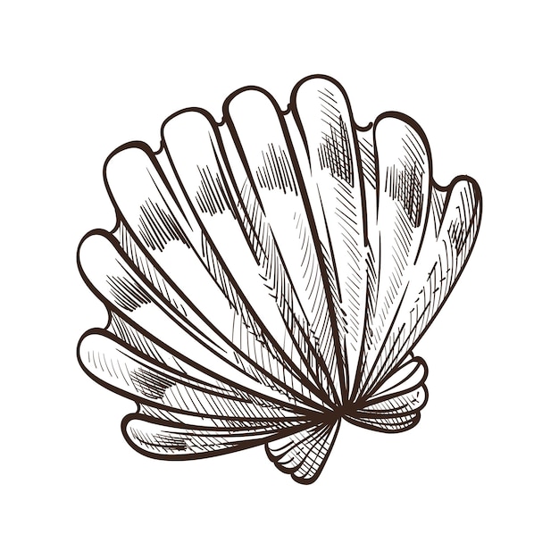 Vektor shell oder seashell conch oder molluske isolierte skizze meeressymbol