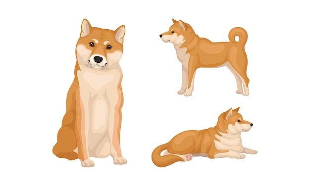 Shiba Inu als Jagdhundrasse aus Japan in verschiedenen Posen Vektor-Set
