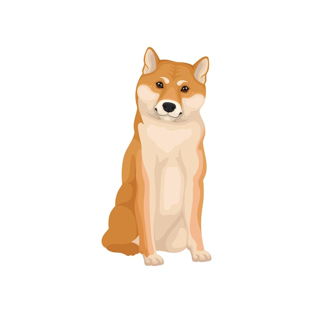 Shiba Inu sitzt isoliert auf weißem Hintergrund Frontview Zuhause Haustier Der beste Freund des Menschen Grafisches Element für Werbeposter oder Banner eines Zoo-Ladens Detaillierte Vektorillustration im flachen Stil
