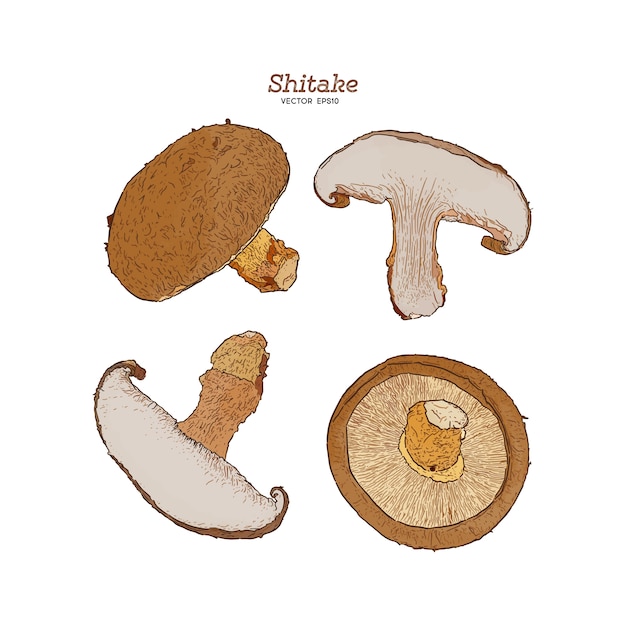 Shitake