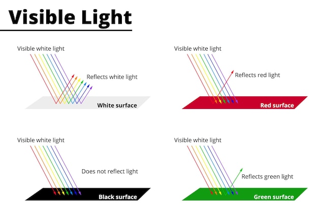 Vektor sichtbare farben durch lichtwellen auf oberflächen lichtwellen werden an oberflächen reflektiert oder absorbiert