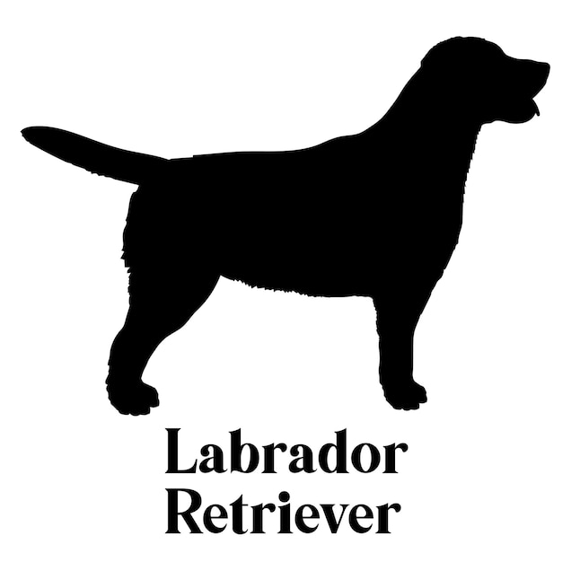 Silhouette eines labrador retrievers