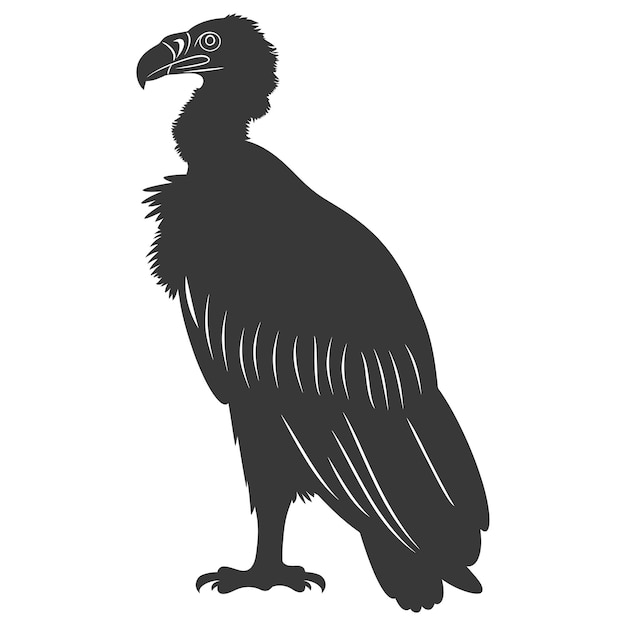 Vektor silhouette geier vogel tier nur schwarze farbe