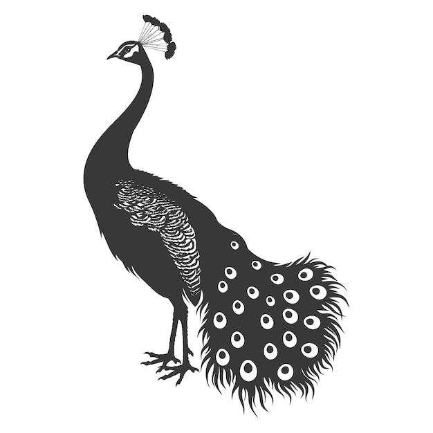 Silhouette peafowl vögel tier erhebt feder schwanz nur schwarze farbe