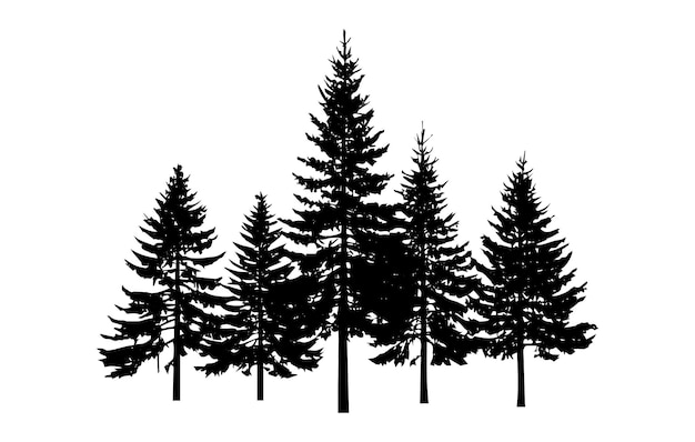 Silhouette von immergrünen Bäumen in einem Wald