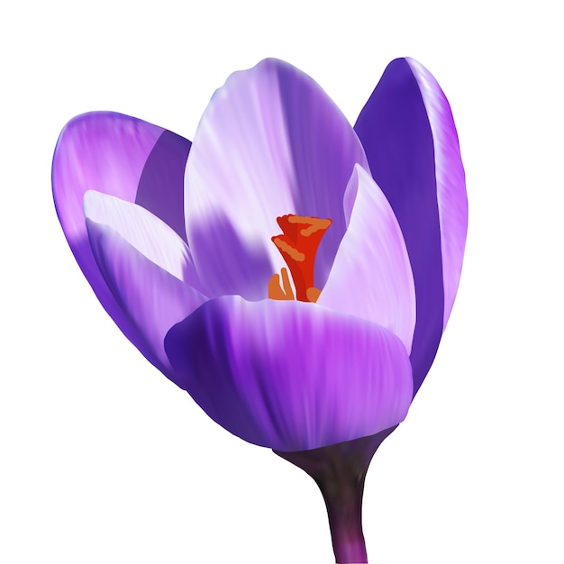 Single Crocus Flower Safran lila Blume auf weißem Hintergrund