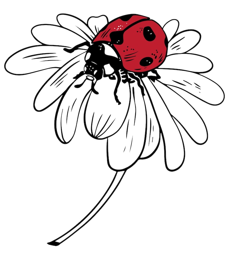 Vektor single-sketch-stil rote marienkäfer auf gänseblümchen illustration schwarze lineart isoliert auf weißem hintergrund