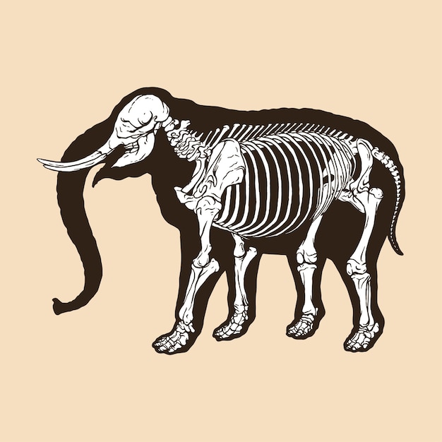 Vektor skelett-elefant-vektor-illustration