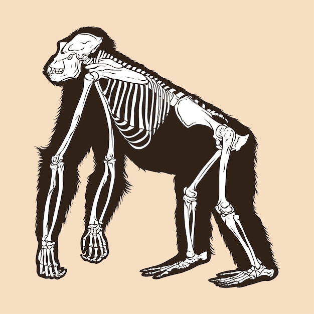 Vektor skelett-orang-utan-vektorillustration