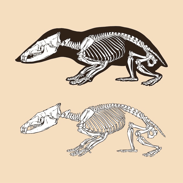 Vektor skelett schwanzloses tenrec-vektorillustrationstier