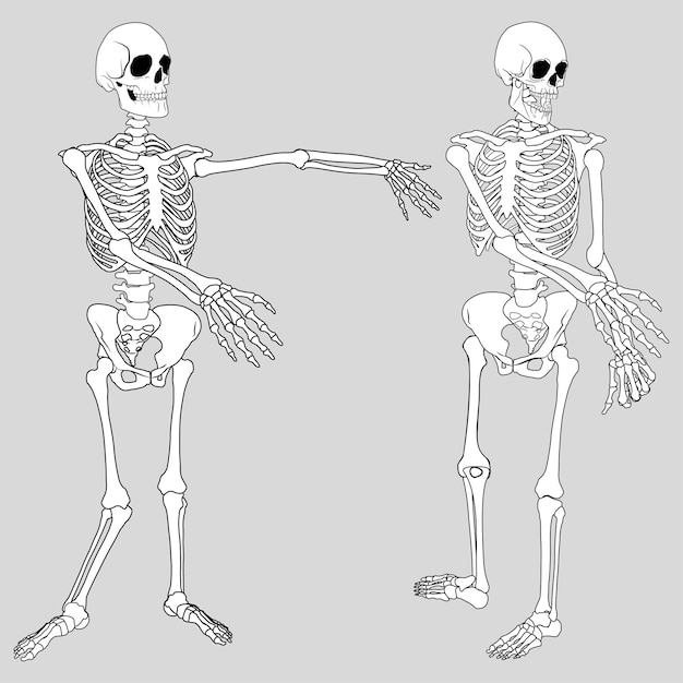 Vektor skelett-vektorkunst zombie skelettvektor
