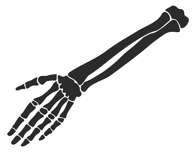 Skeletthand menschliche knochenstruktur medizinische anatomie