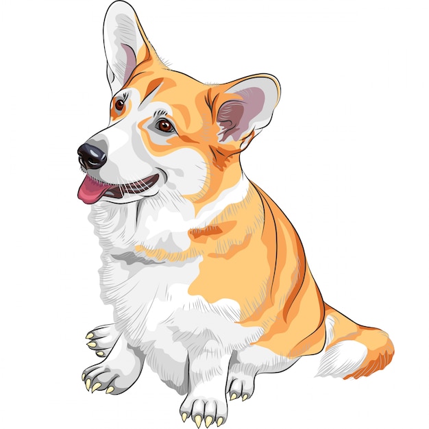 Sketch dog pembroke welsh corgi lächelnd