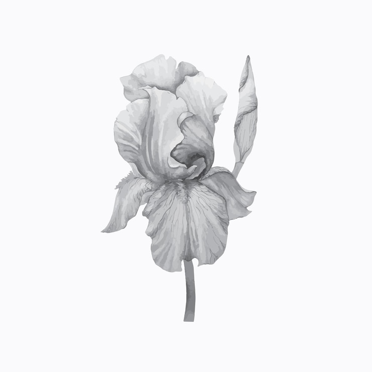 Vektor skizze blume grau weiß schwarz flora botanisch